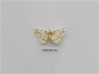 藏品(尺蛾225)的圖片